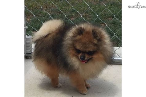 On average, Pomeranian puppies from a breeder in Perris, CA may range in price from 2,425 to 4,125. . Craigslist pomeranian